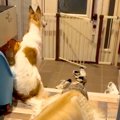 溺愛する小型犬の帰…