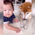 犬に犬用ガムを与え…