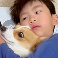転がる男の子が『犬…