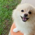 犬が『余計なお世話…