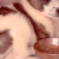 人慣れしていない『…