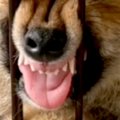 家にきたばかりの赤…