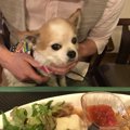 【北軽井沢】愛犬と…