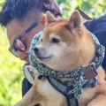 登山中、犬を穴から…