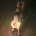 夜、犬に『光る首輪…