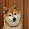 犬も空気を読むこと…