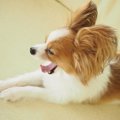 愛おしすぎる～♡犬が…