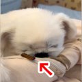 寝ている犬の鼻先に…