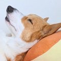 家族全員がバタバタ…