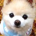 アイドル犬〜俊介く…