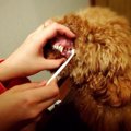 犬の歯石について～…