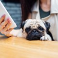 愛犬に絶対嫌われる…
