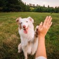 犬が信頼関係を築け…