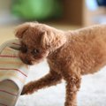 犬が『モノをくわえ…