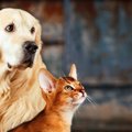 意外な関連？キリス…