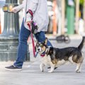 犬が嫌いがちな『4つ…