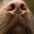 ガン探知犬の研究が…