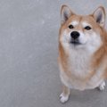 犬に絶対やってはい…
