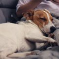 犬が飼い主にもたれ…