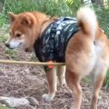 犬が山歩きを楽しん…