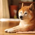 犬がおとなしくして…