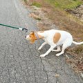 犬が『固まって動か…