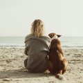 犬がもたらす幸せホ…