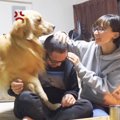 大型犬の前で『パパ…