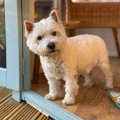 犬は『足音』だけで…