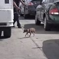 道路上をチョロチョ…