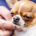 犬の『逆くしゃみ』…