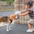 実家に遊びに来た犬→…