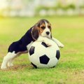犬が興味を持つ３つ…