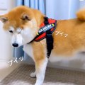 待てしている犬にお…