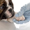 犬の指間炎とは　症…