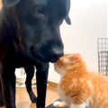 赤ちゃん猫が大型犬…