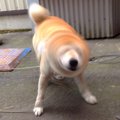 柴ドリルって一体な…