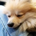 犬の『赤ちゃん返り…