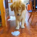 大きな氷の塊を大型…