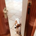 犬が飼い主の帰りを…