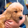 『犬を飼ったことが…