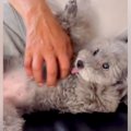 『犬を飼ったら家を…
