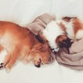 私が考える『多頭飼…