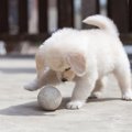 犬が遊んでいるとき…
