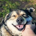 なぜ犬は人に触られ…