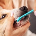 犬が『ストレス』を…