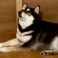 夜にお兄ちゃんが出…