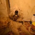 大型犬の子犬工場で…