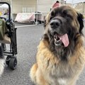 お出かけ中の大型犬…