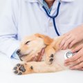 犬を動物病院に連れ…